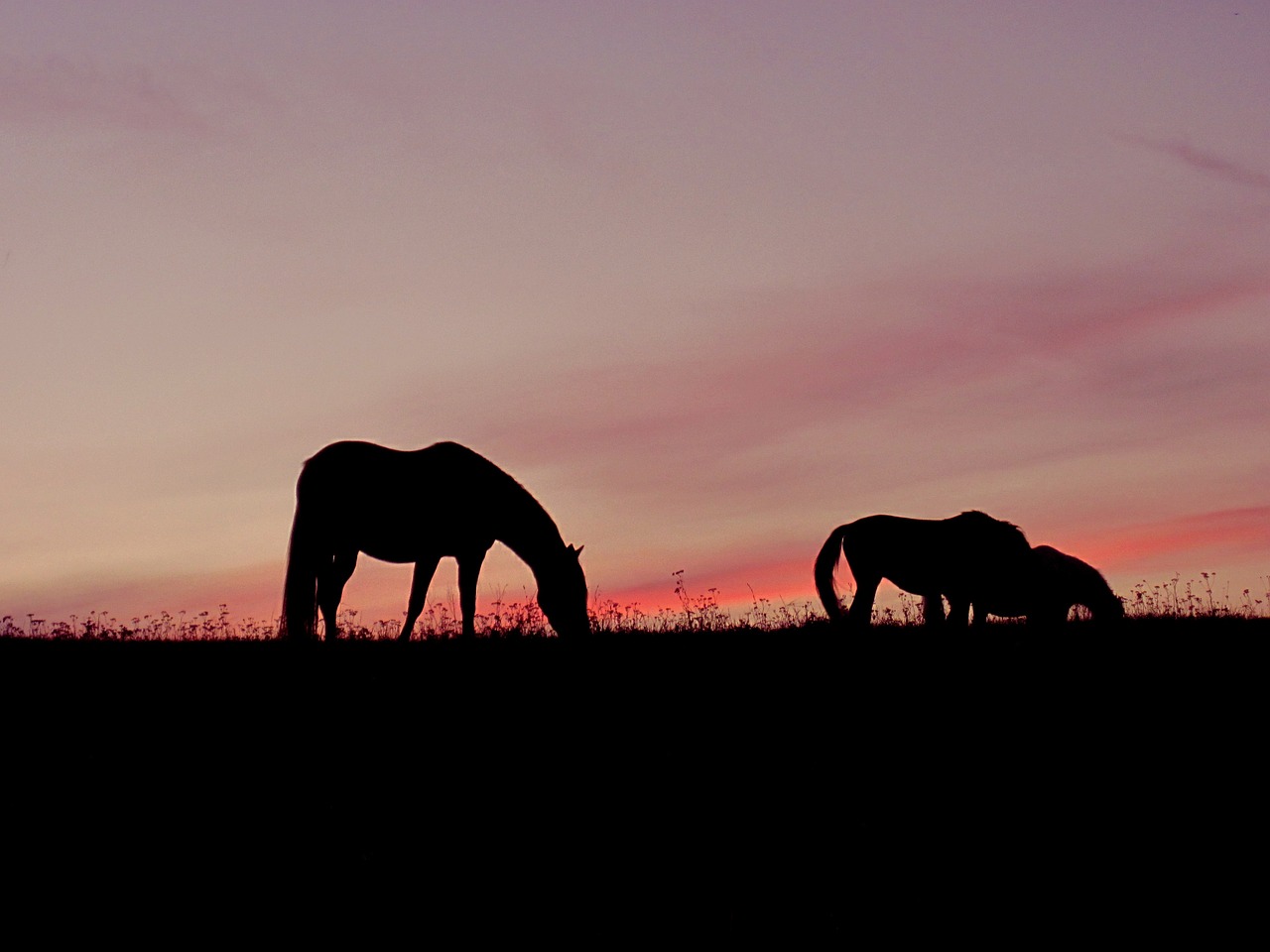 horses sunset pink free photo