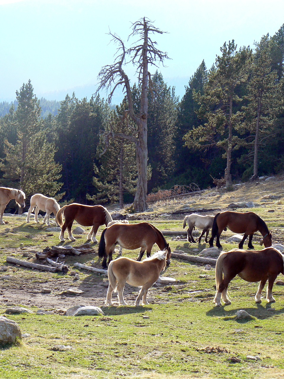 horses pyrenees catalunya free photo