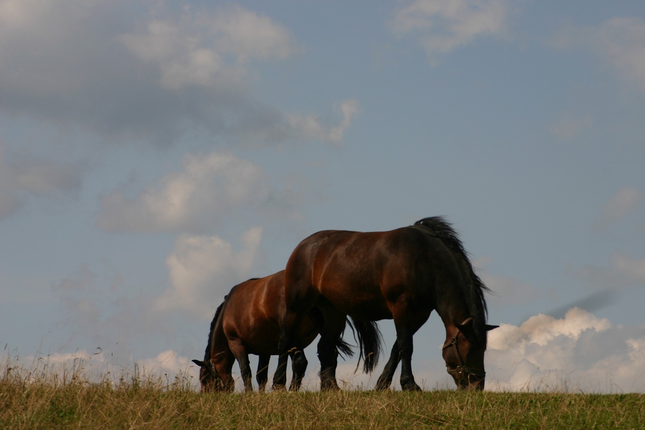 horses meadow pasture land free photo