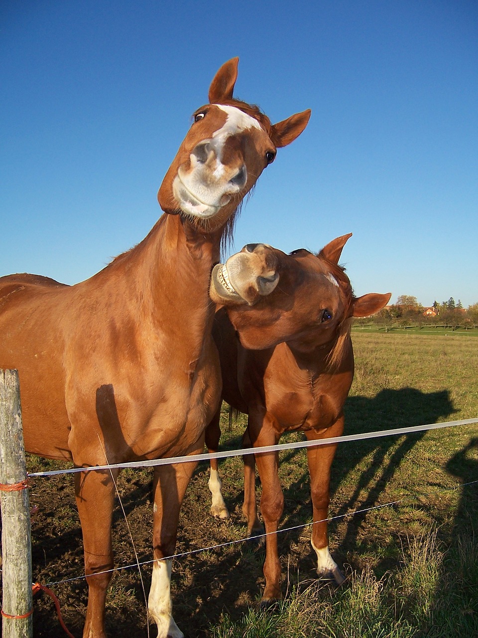 horses horse horse head free photo