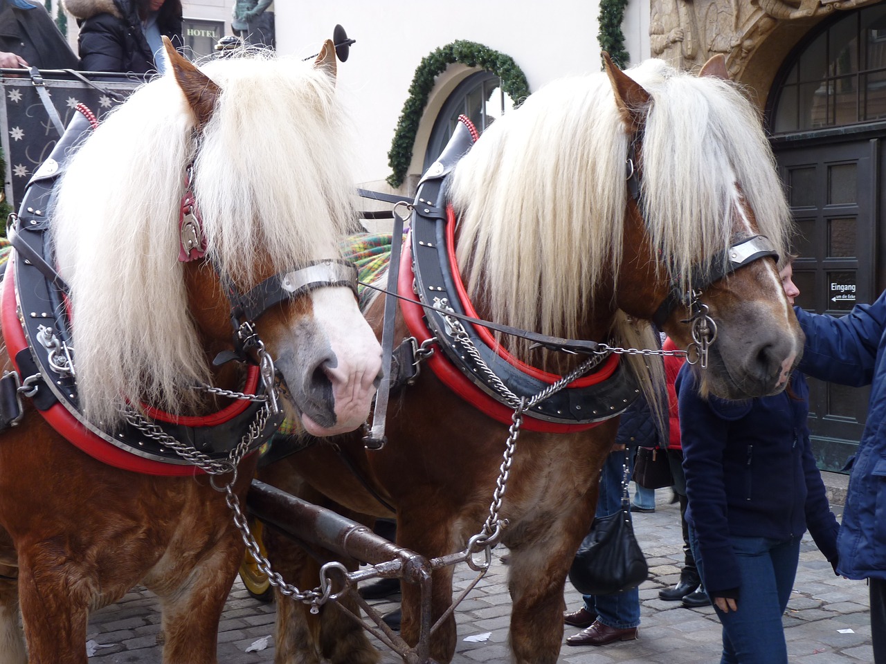 horses horse drawn carriage blond mane free photo
