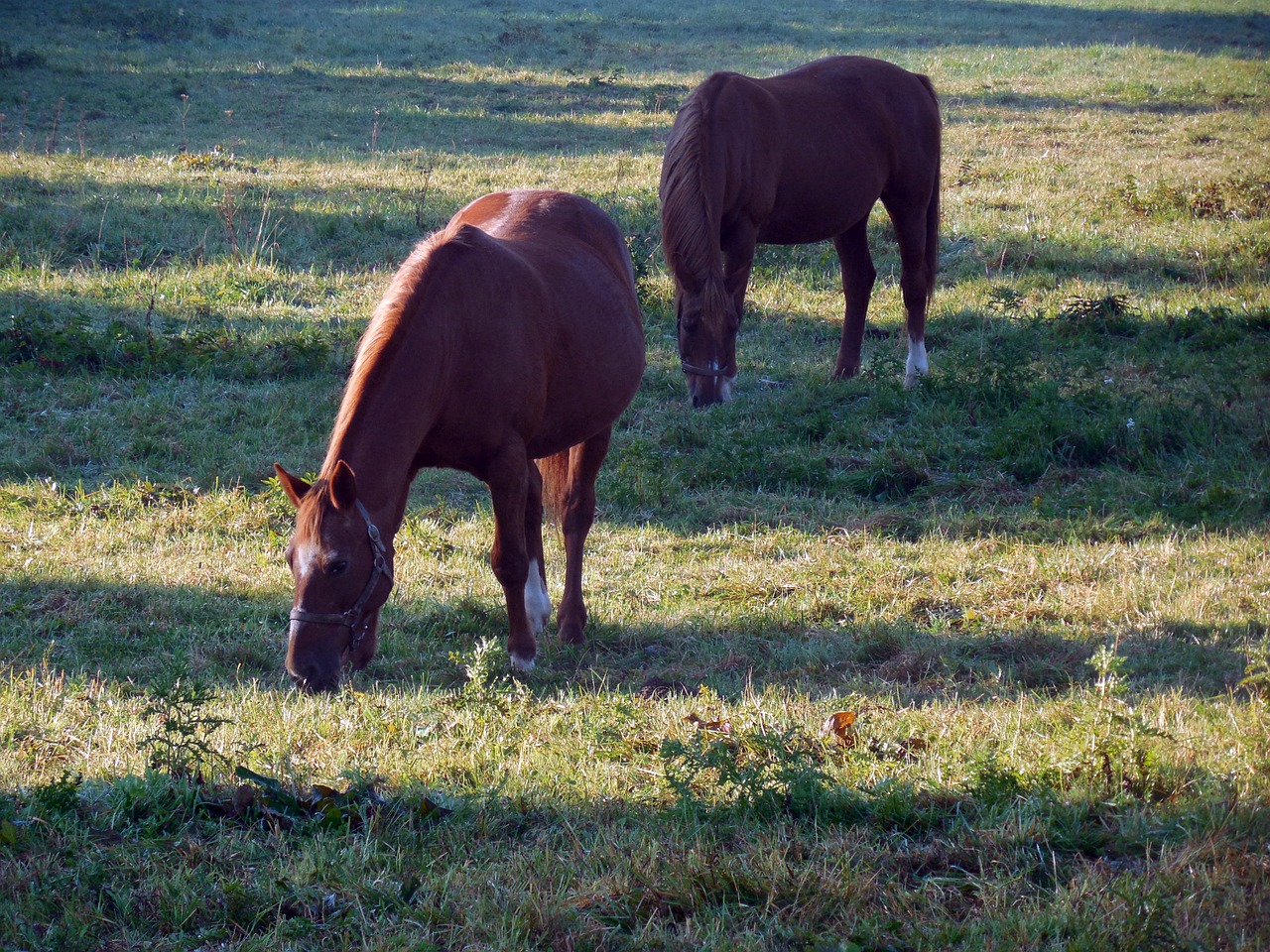 horses pasture paddock free photo