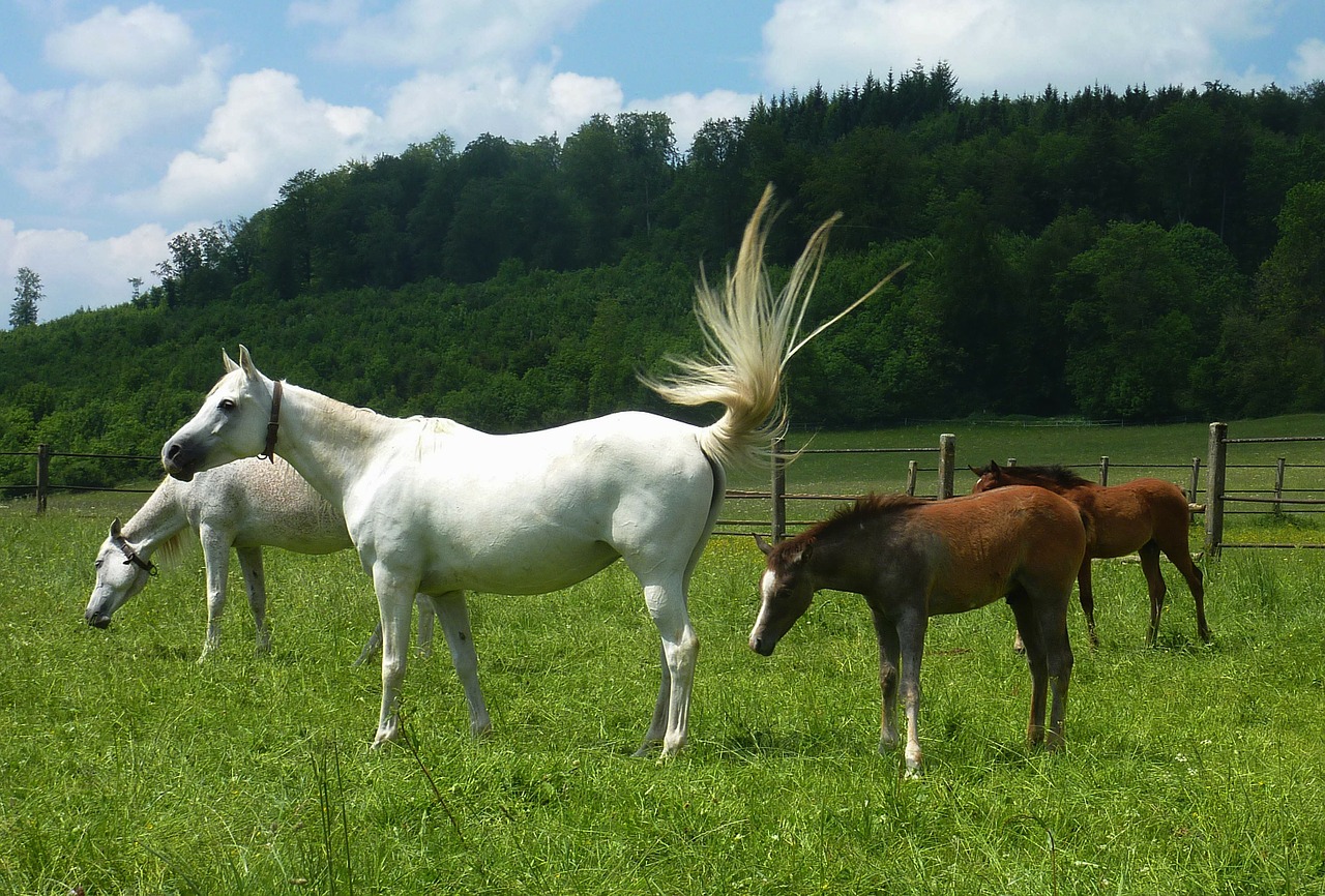 horses animals equine free photo