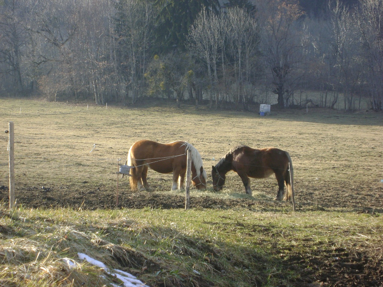 horses france wild free photo