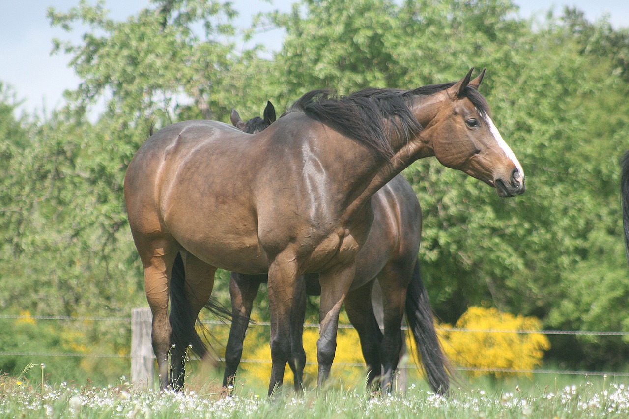 horses coupling green free photo