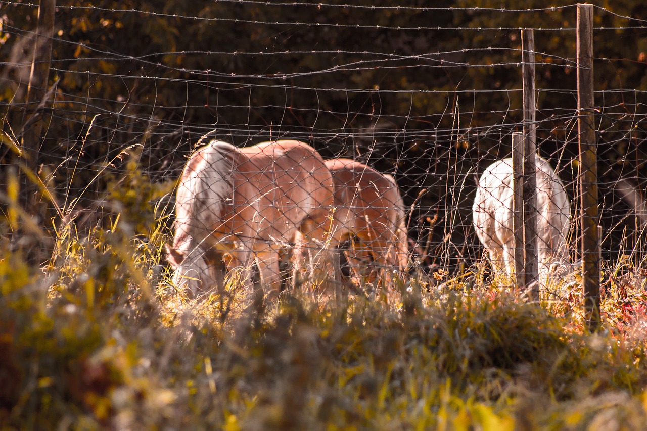 horses eat haflinger free photo