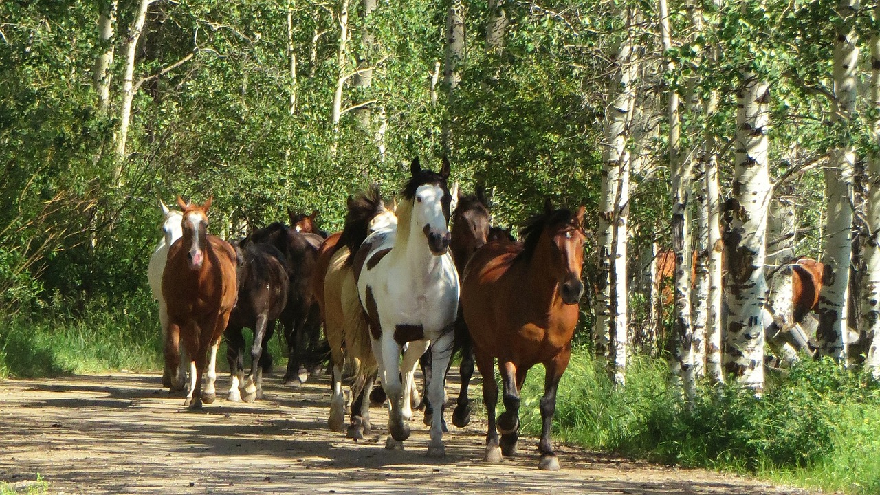 horses nature aspens free photo
