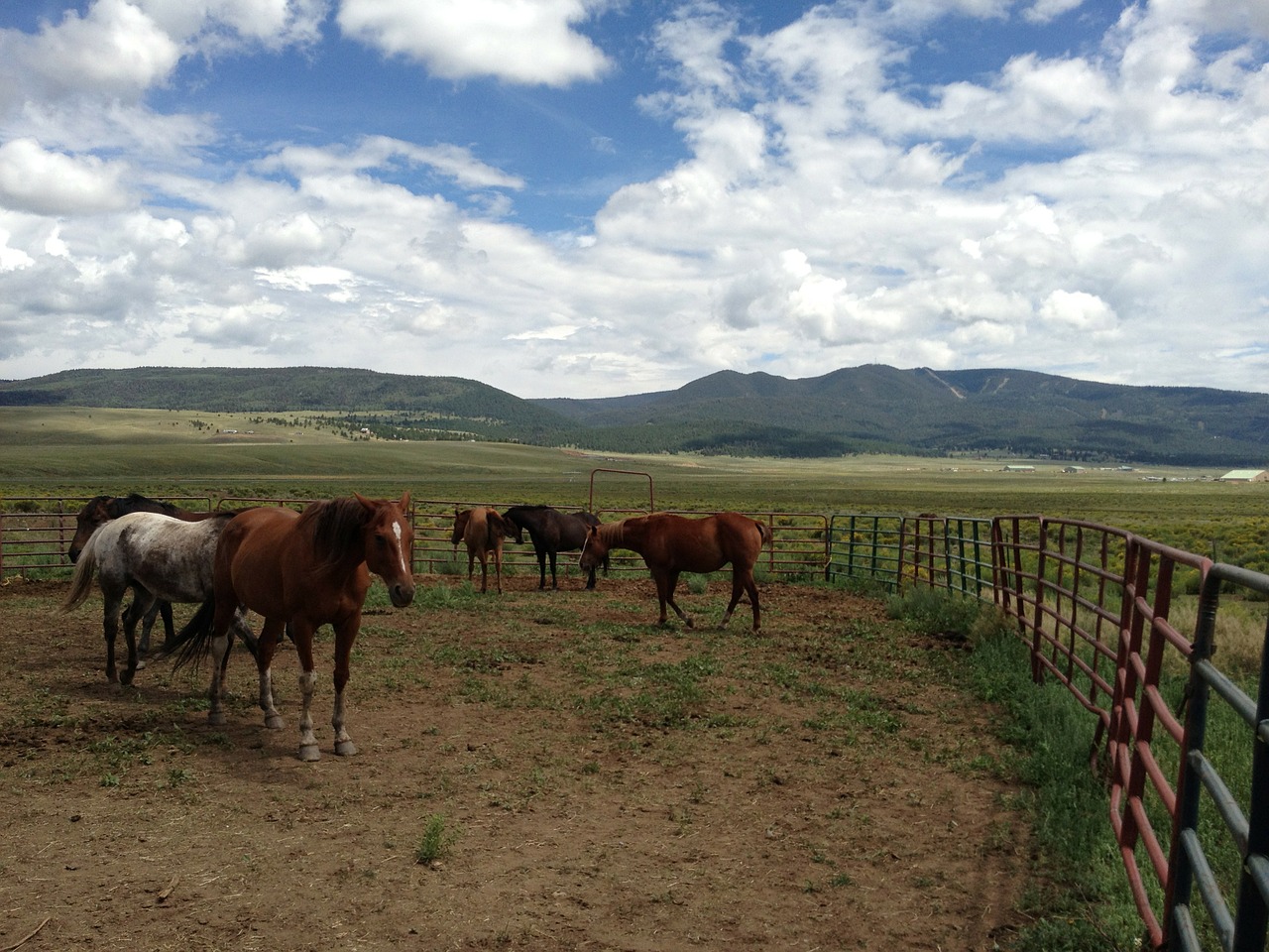 horses countryside farm free photo