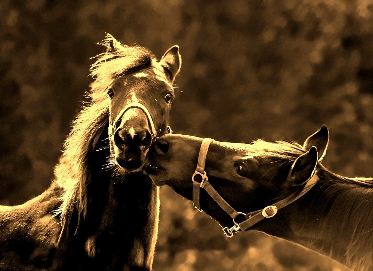 horses kiss love free photo