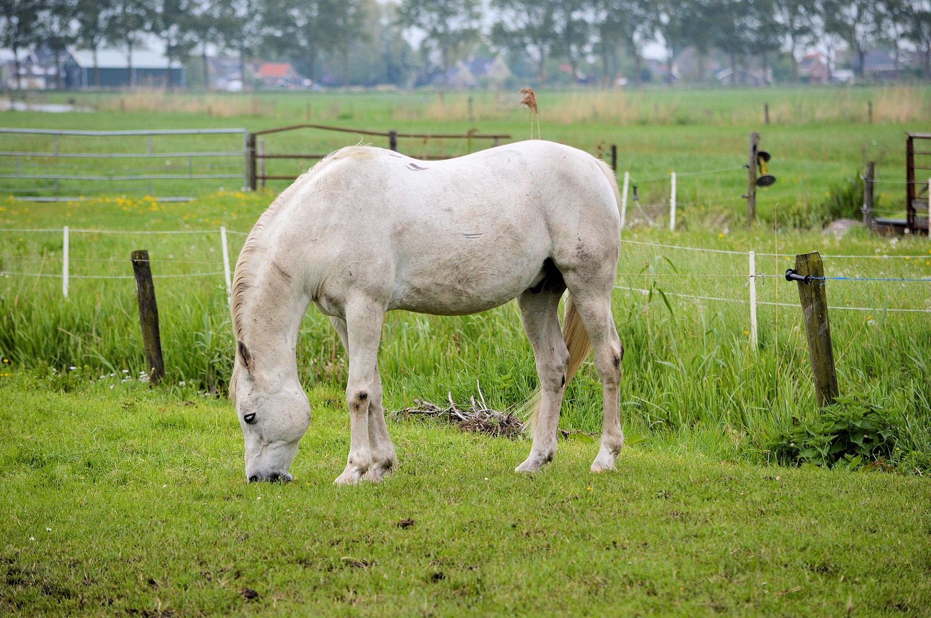 horse pony farm free photo