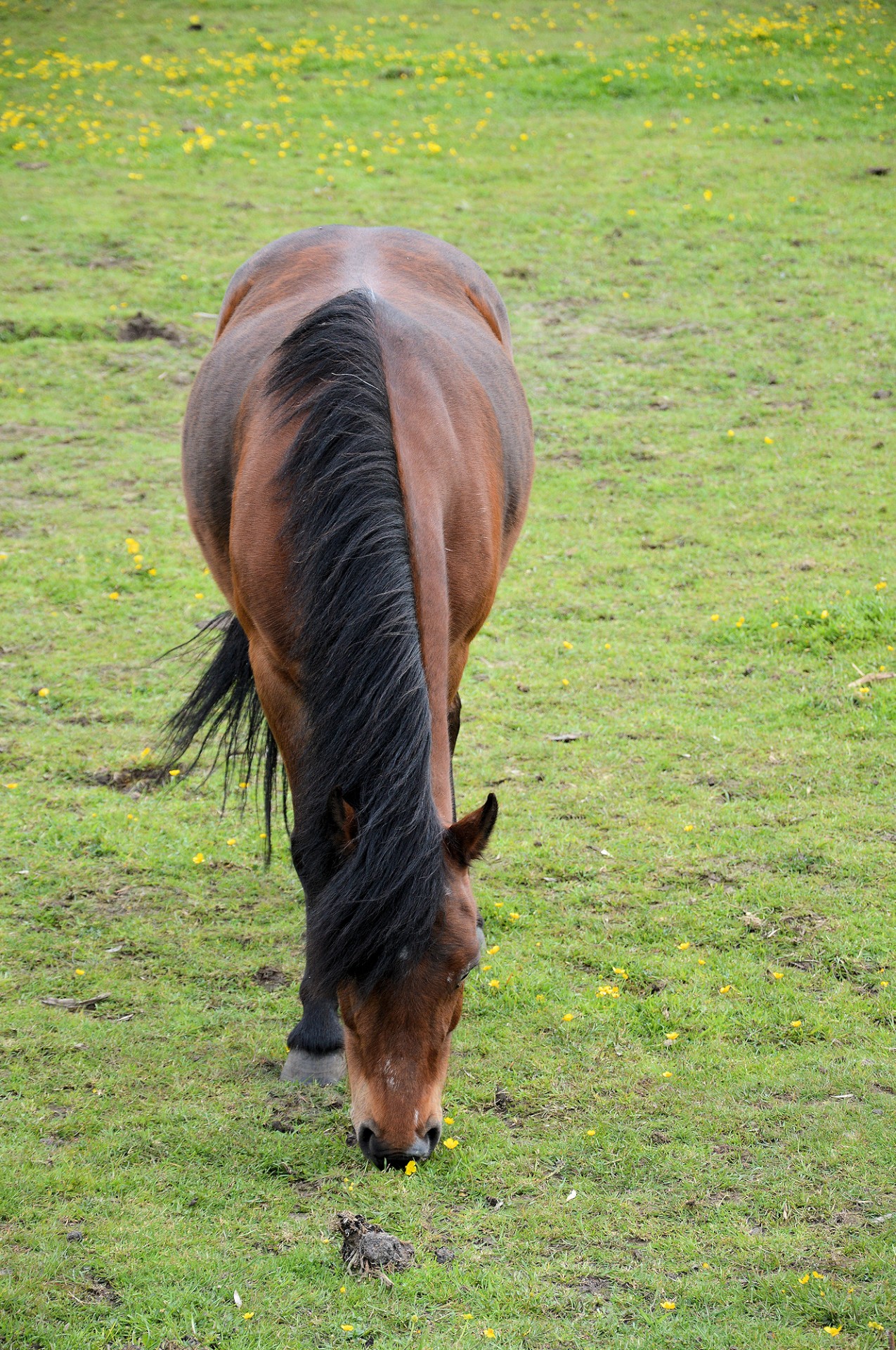 horse pony farm free photo