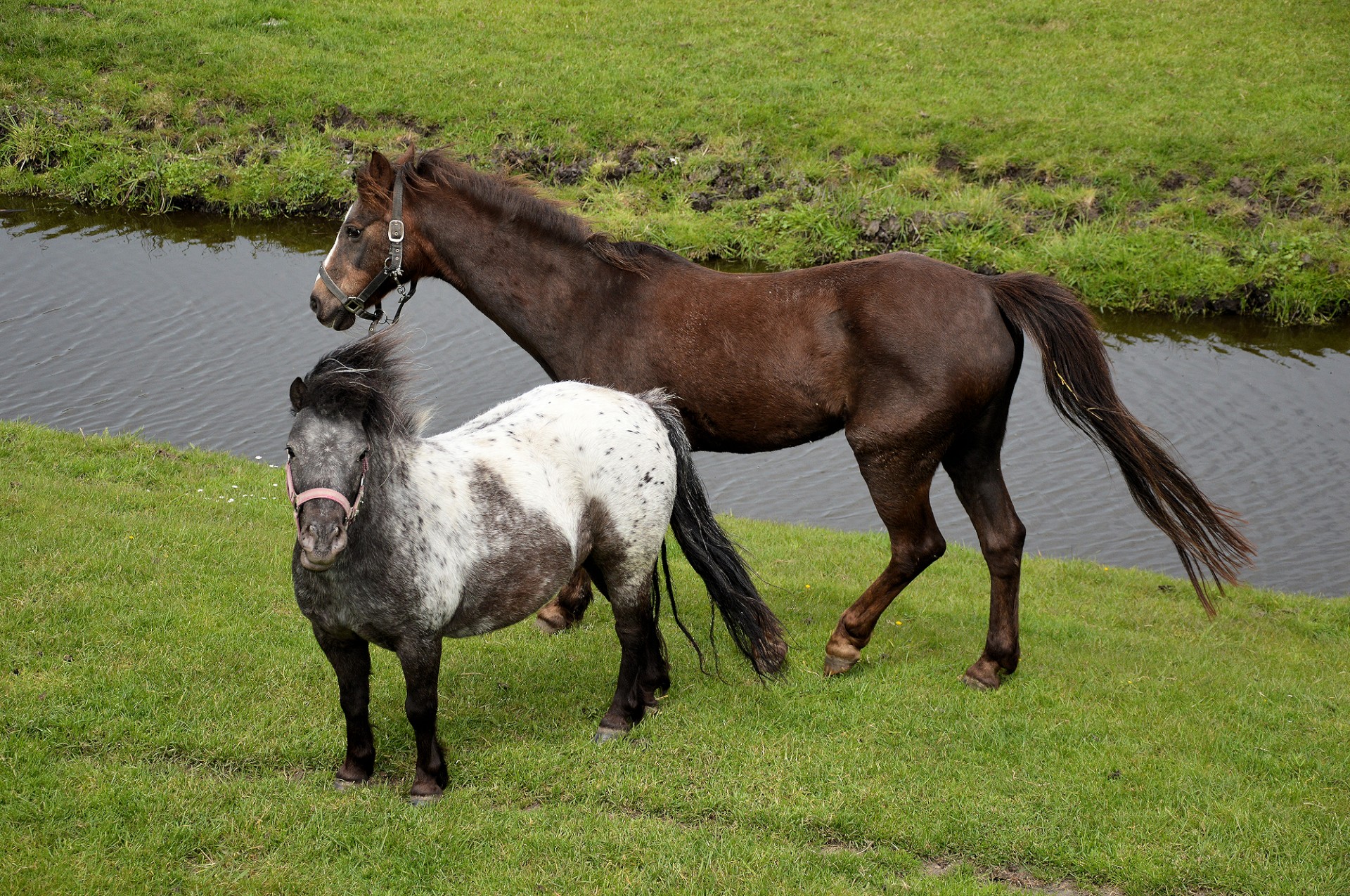 horse pony farm free photo