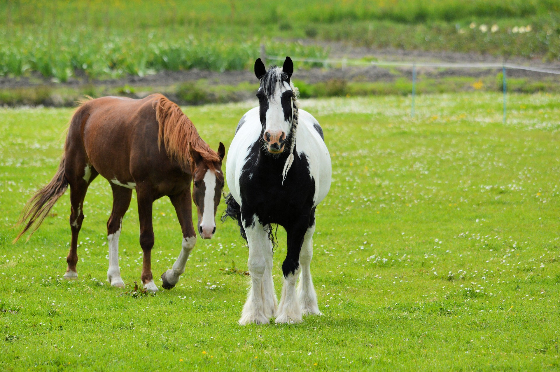 horse pony farm free photo