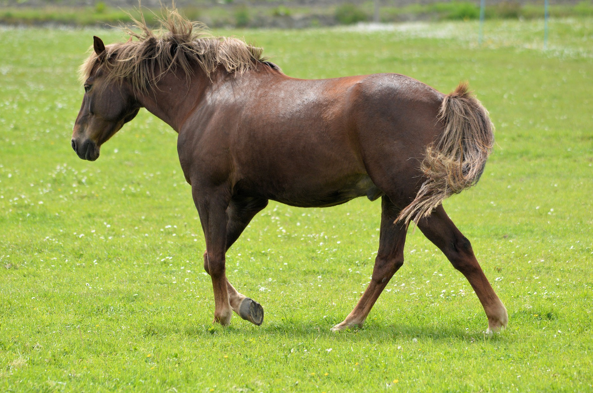 horse pony farm free photo