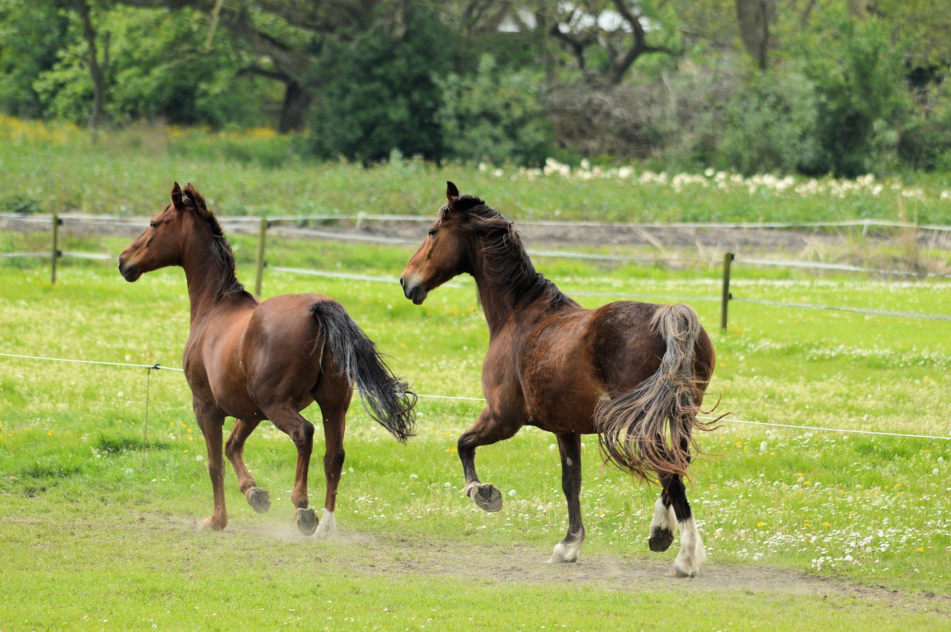 horse pony farm free photo