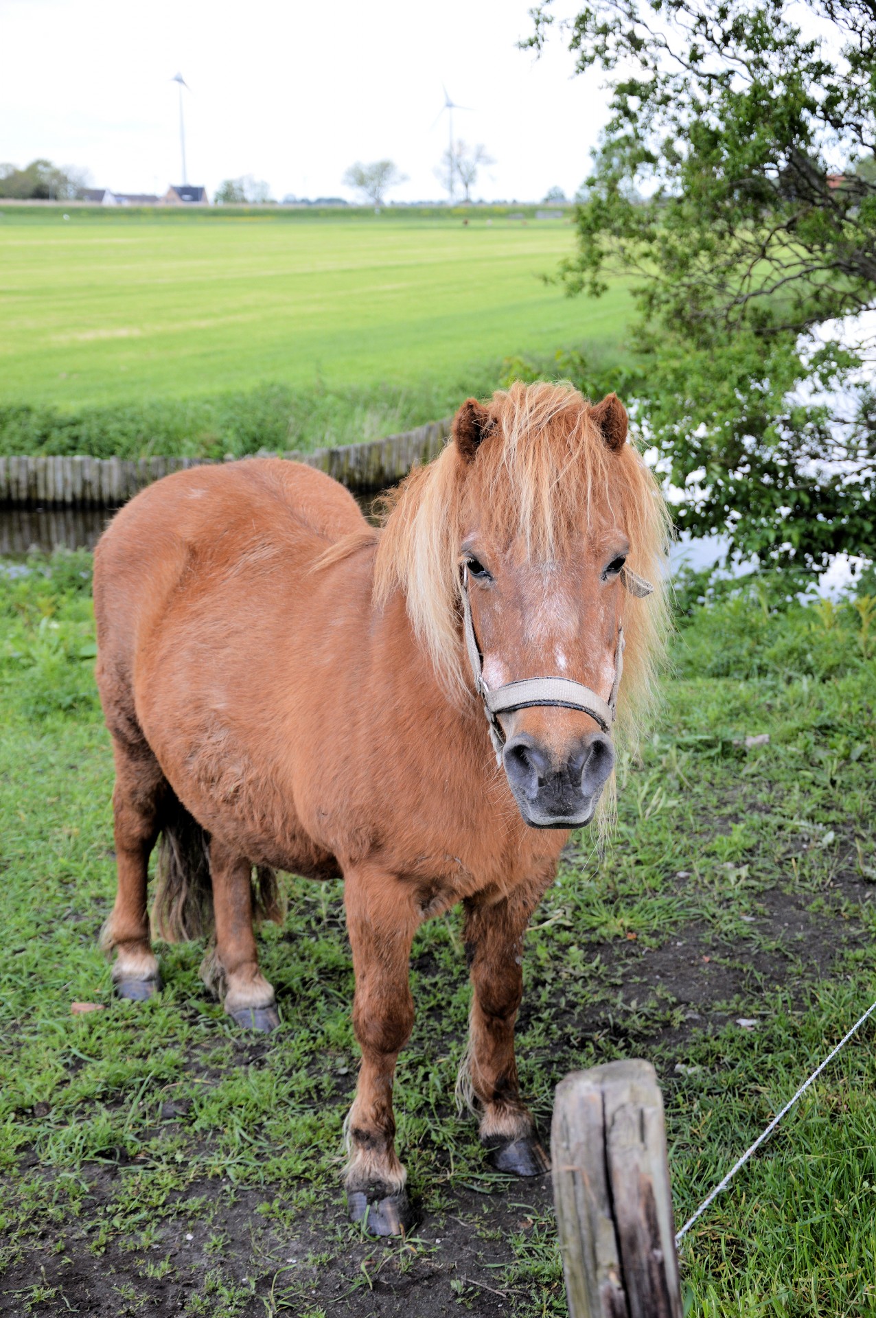 horse pony farm free photo