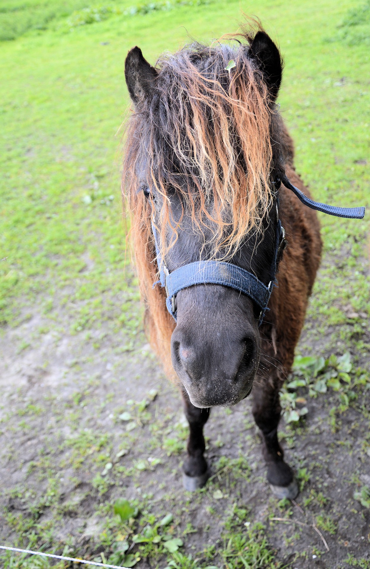 horse pony farm free photo