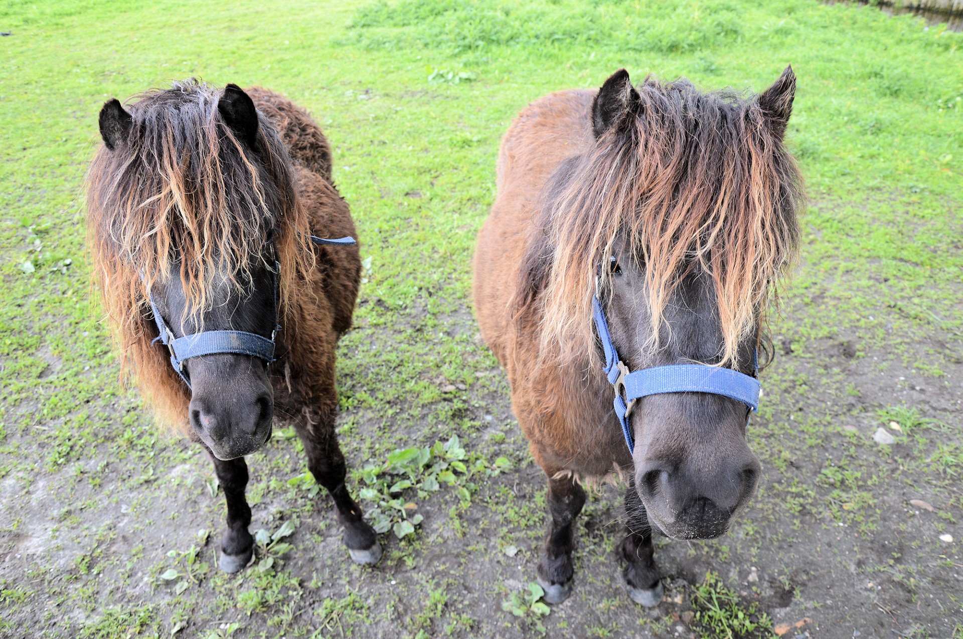 horse pony farm free photo