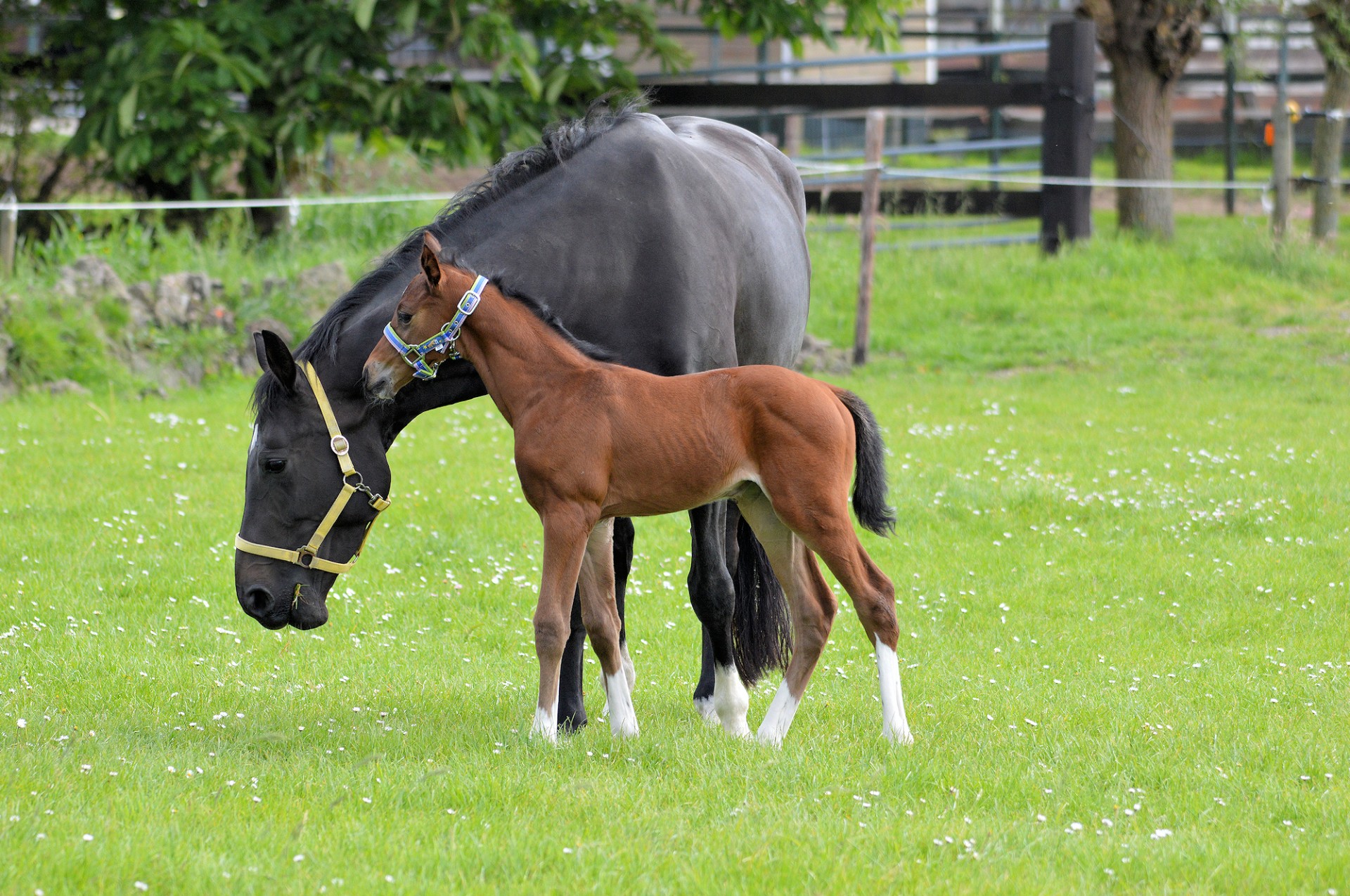 horse pony farm free photo