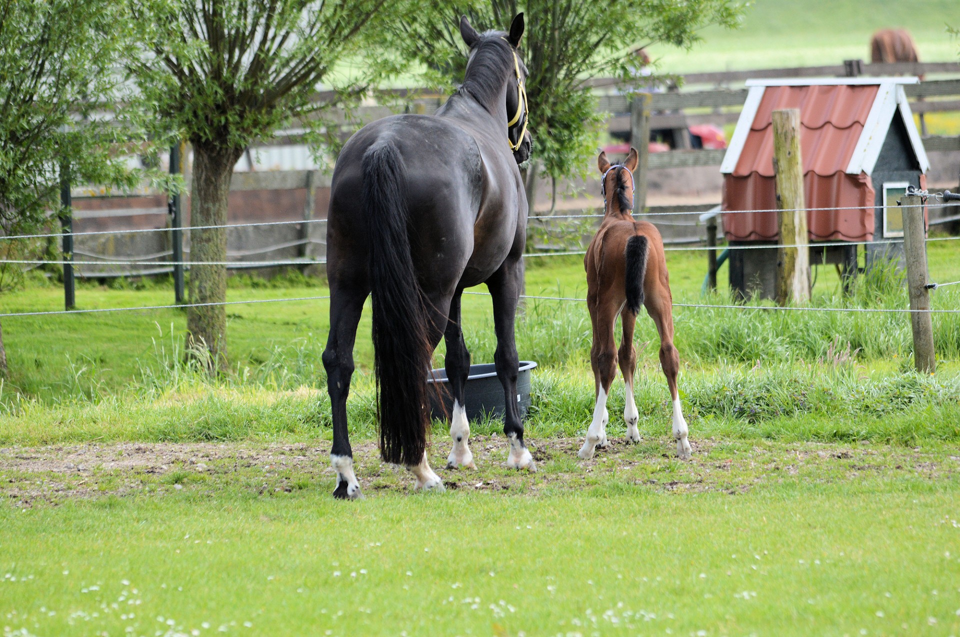 horse pony farm free photo