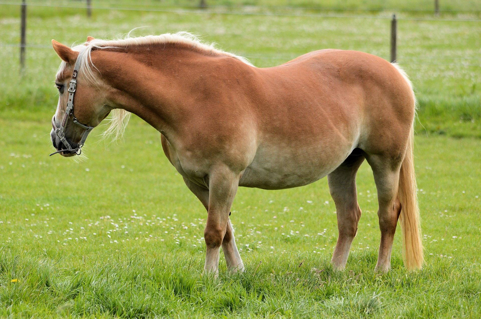 horse pony farm free photo