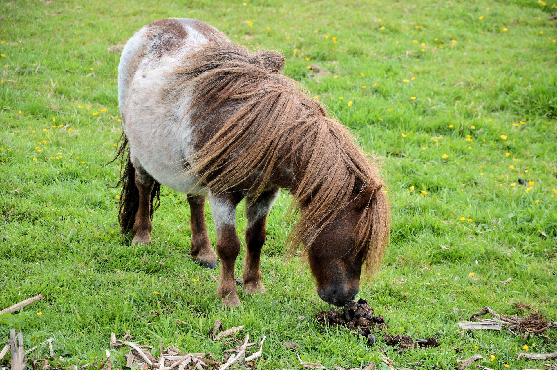 horse pony farm free photo