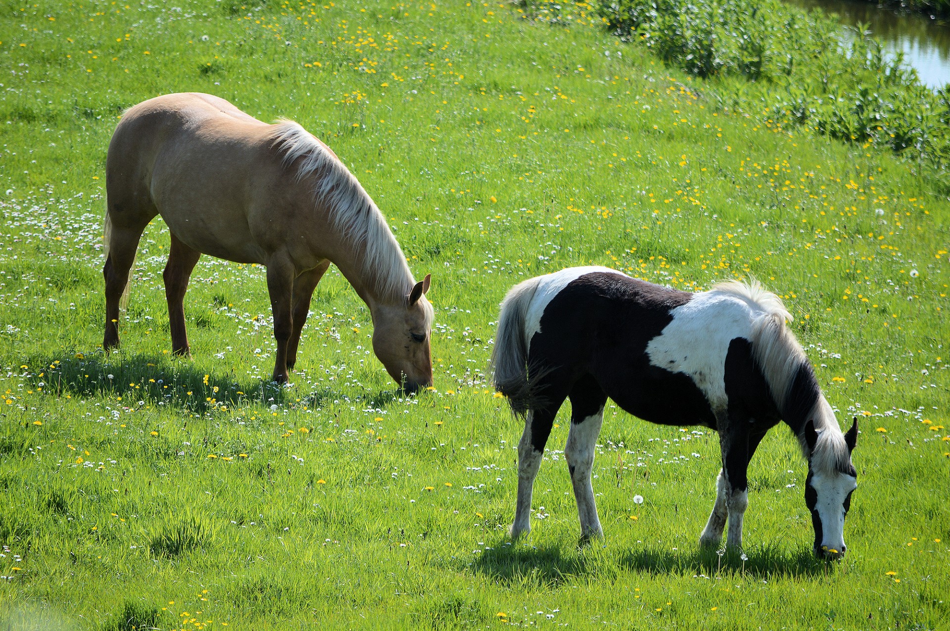 horse pony farm free photo