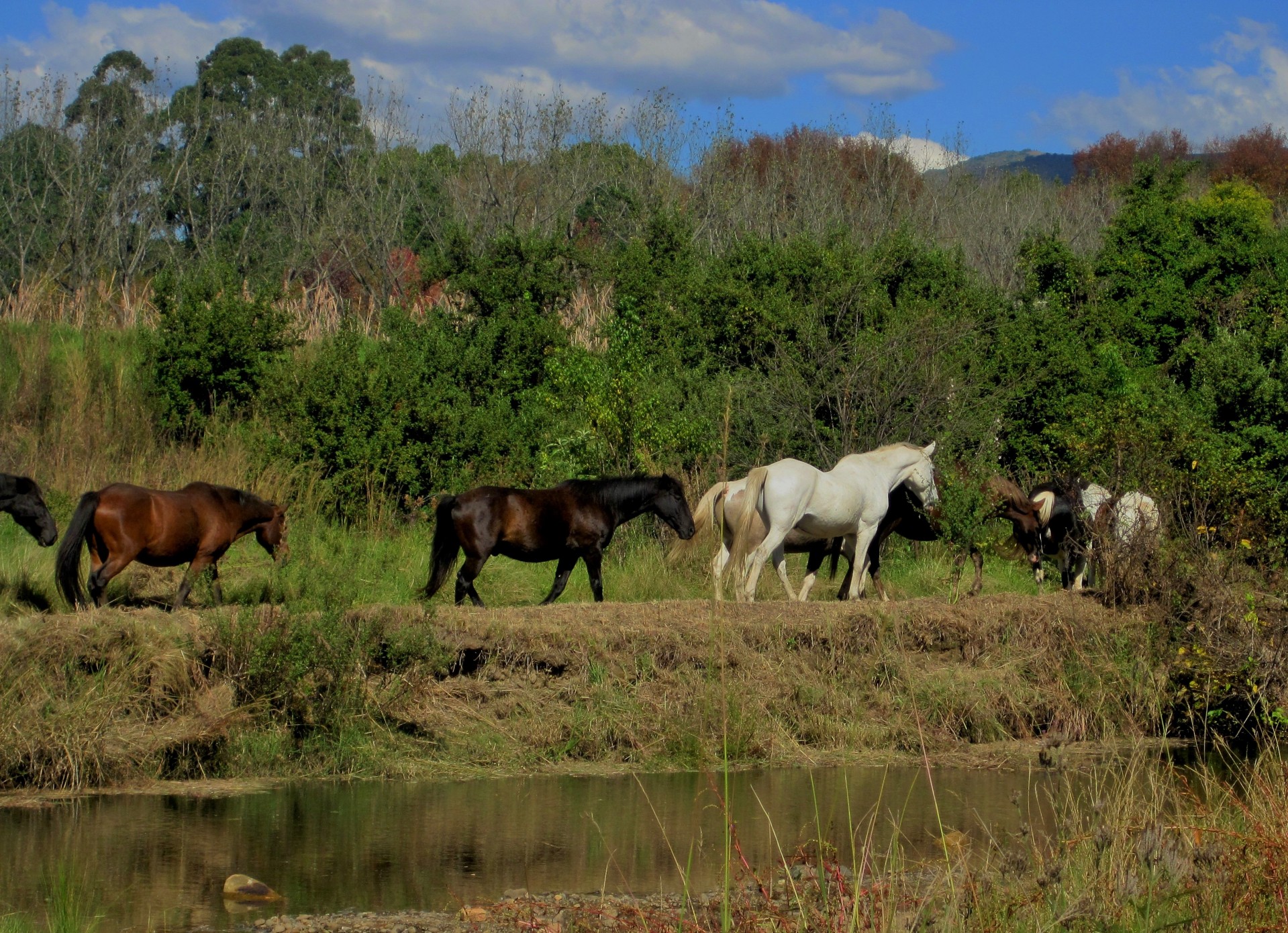 horses equine walking free photo