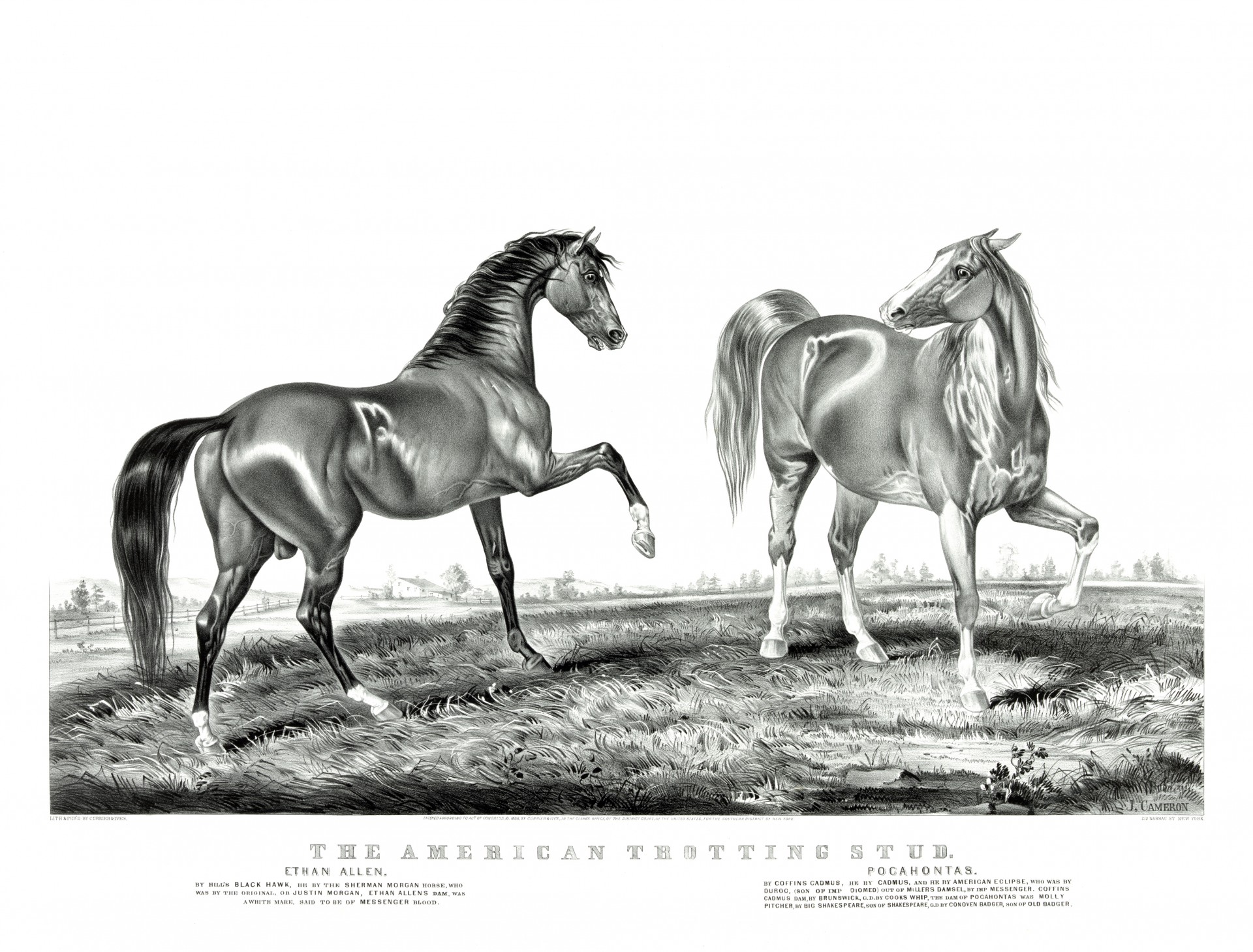 Horse,horses,trotting horse,stud,beautiful - free image from needpix.com