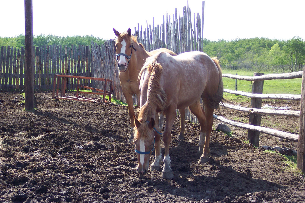 horse farm country free photo