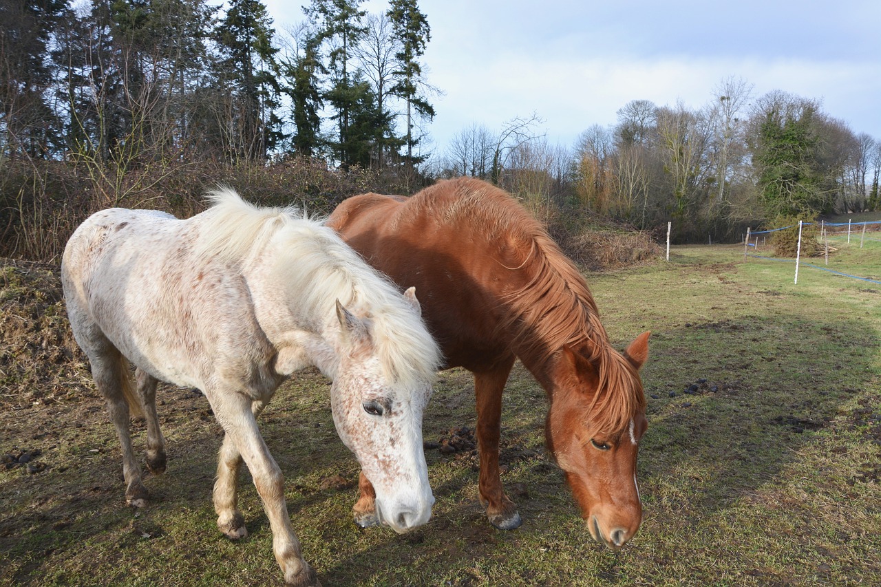 horses graze herbivore white horse free photo