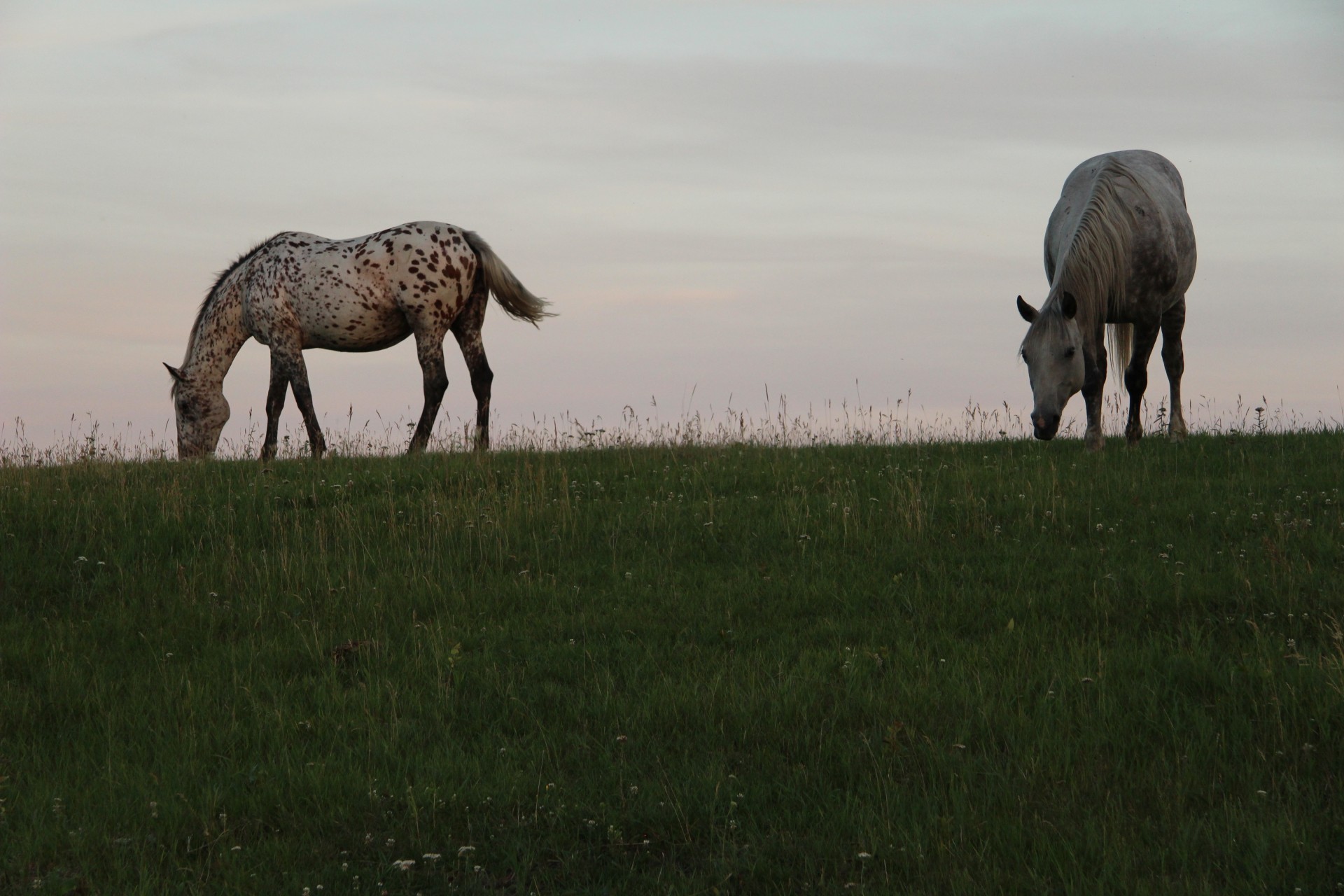 horses grazing pasture free photo