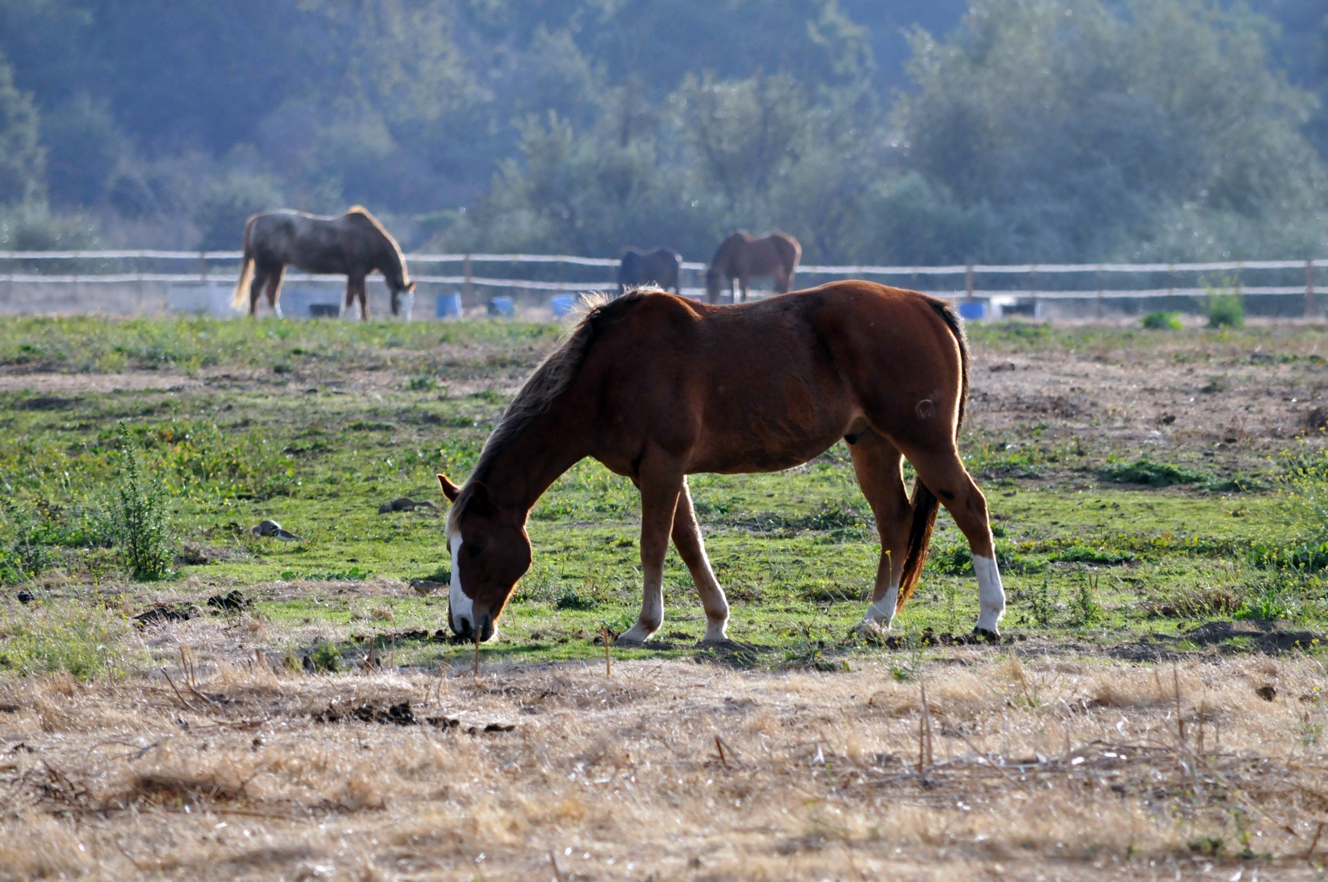 horse horses equestrian free photo