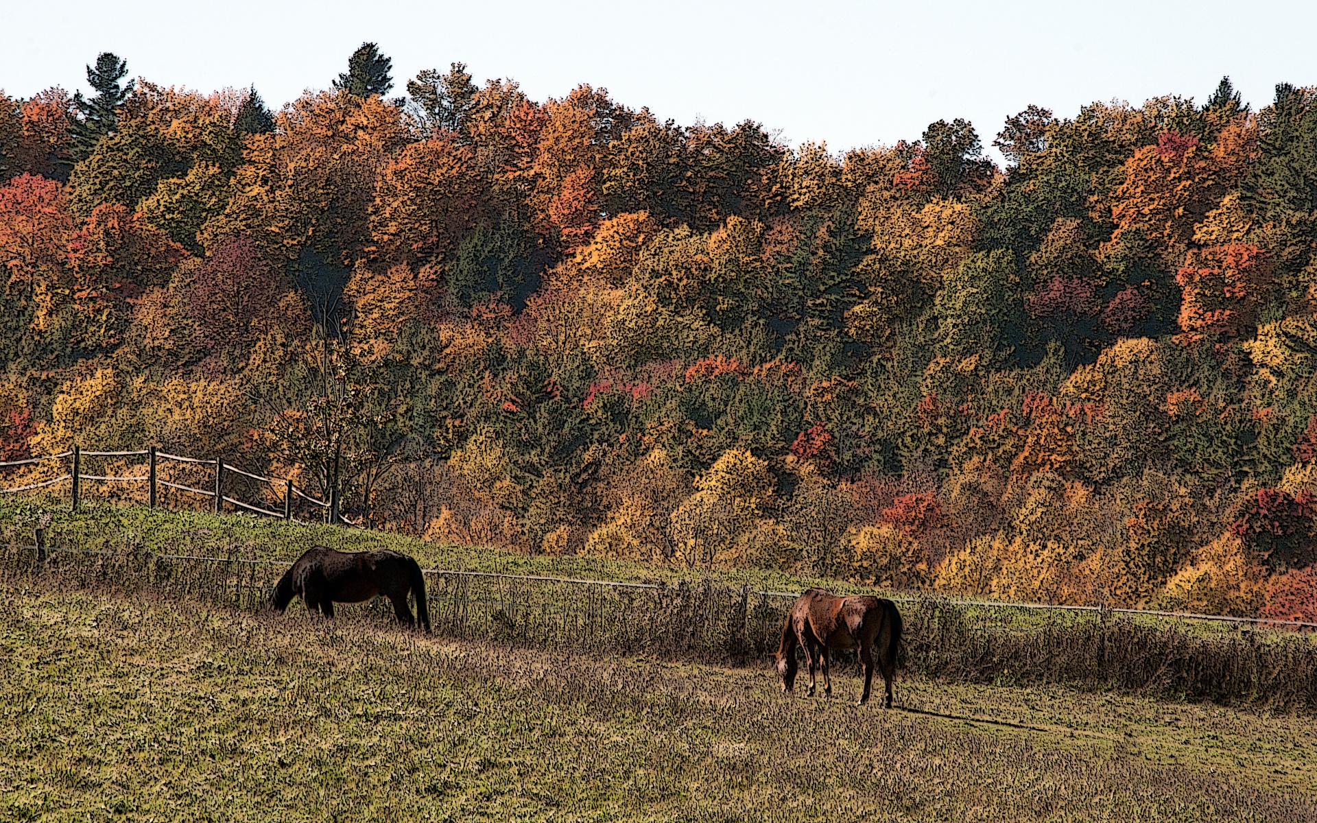 horse horses equestrian free photo