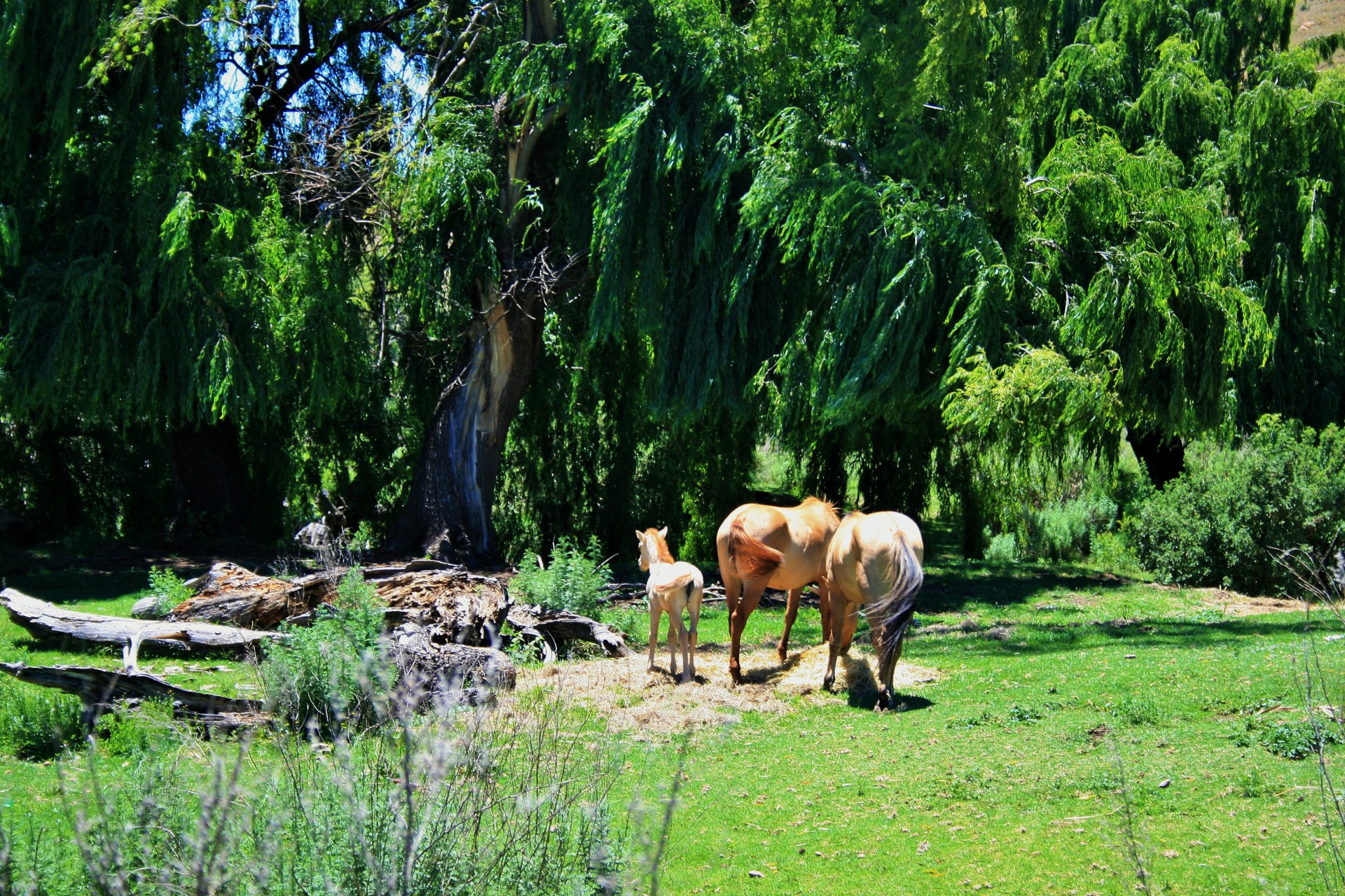 tree willow pasture free photo