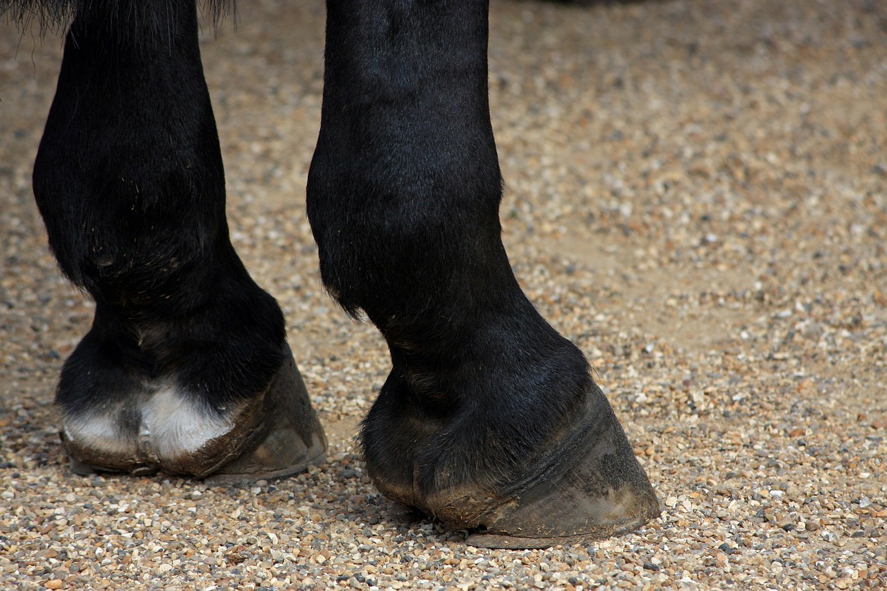 horses hooves horse hooves free photo