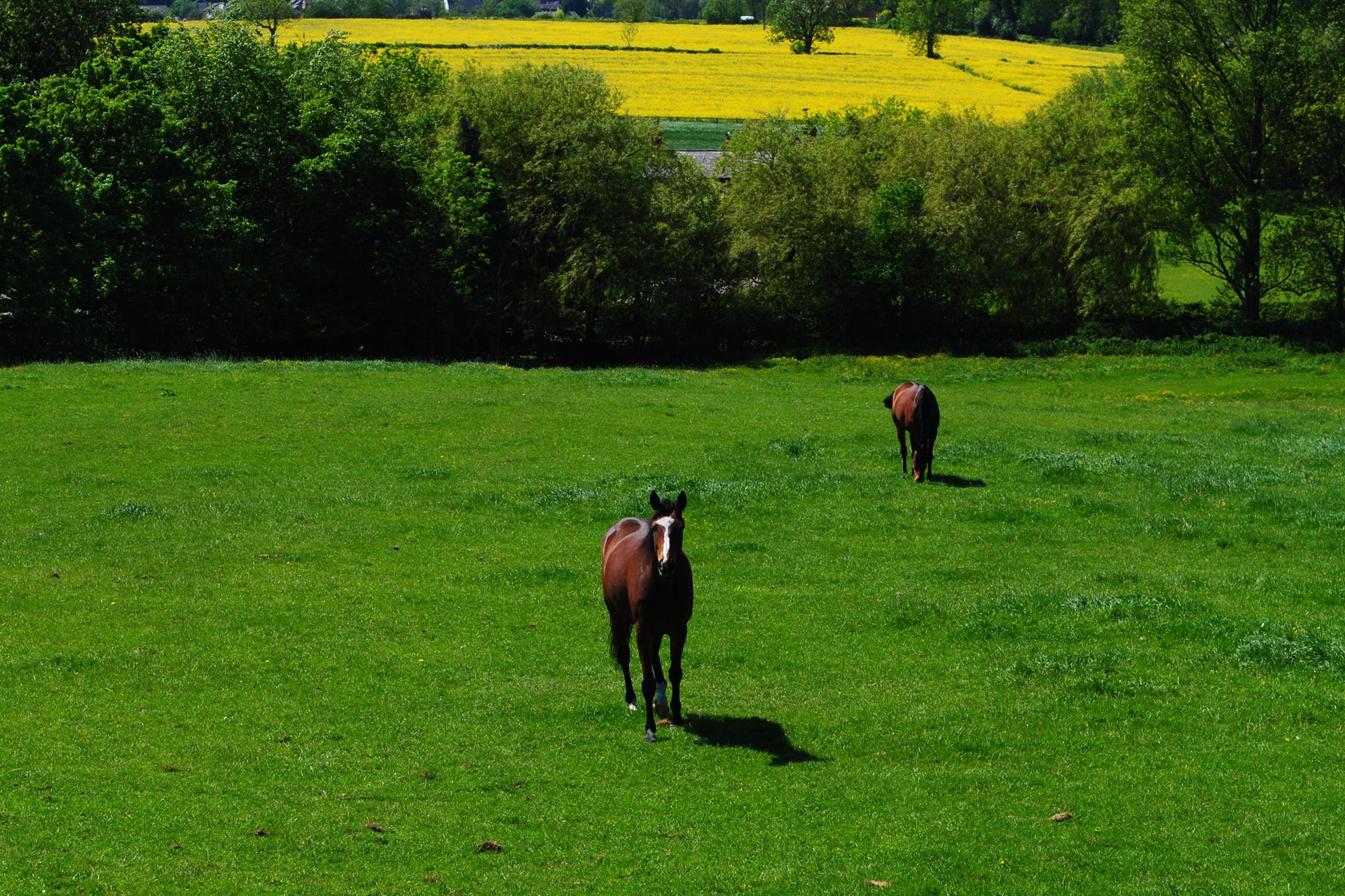 horses summer field free photo