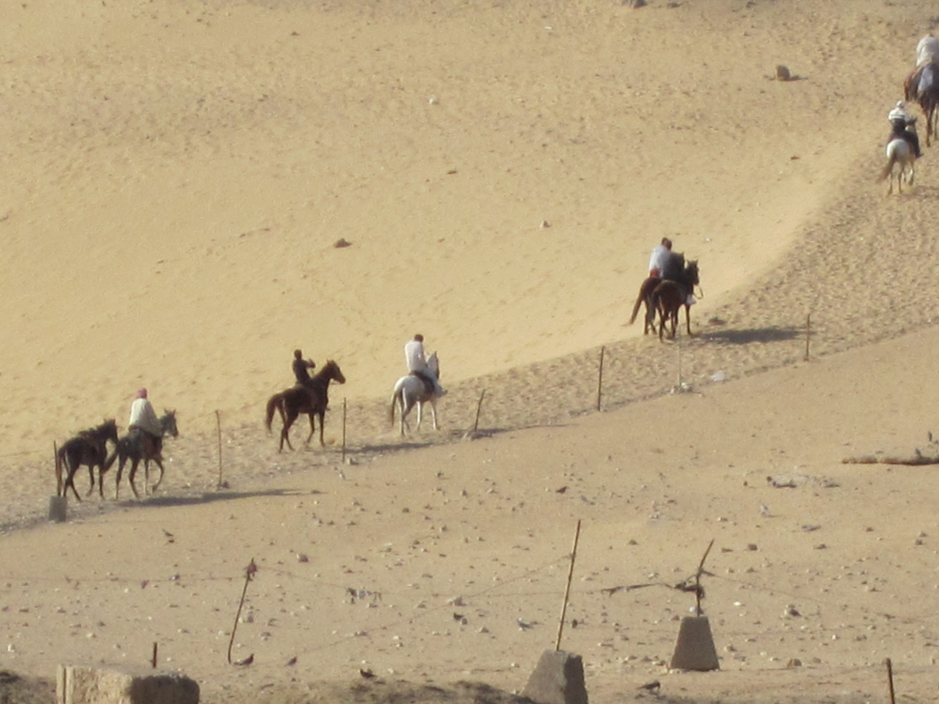horse giza cairo free photo