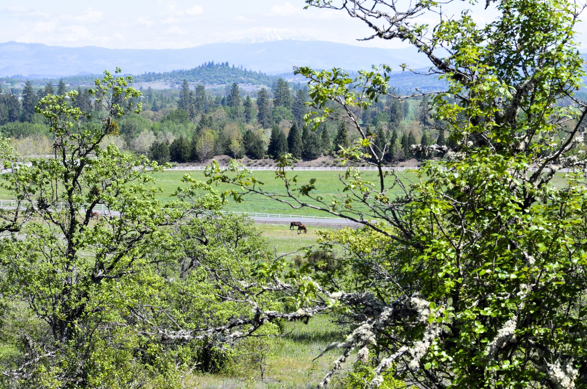 horses vista hiking free photo