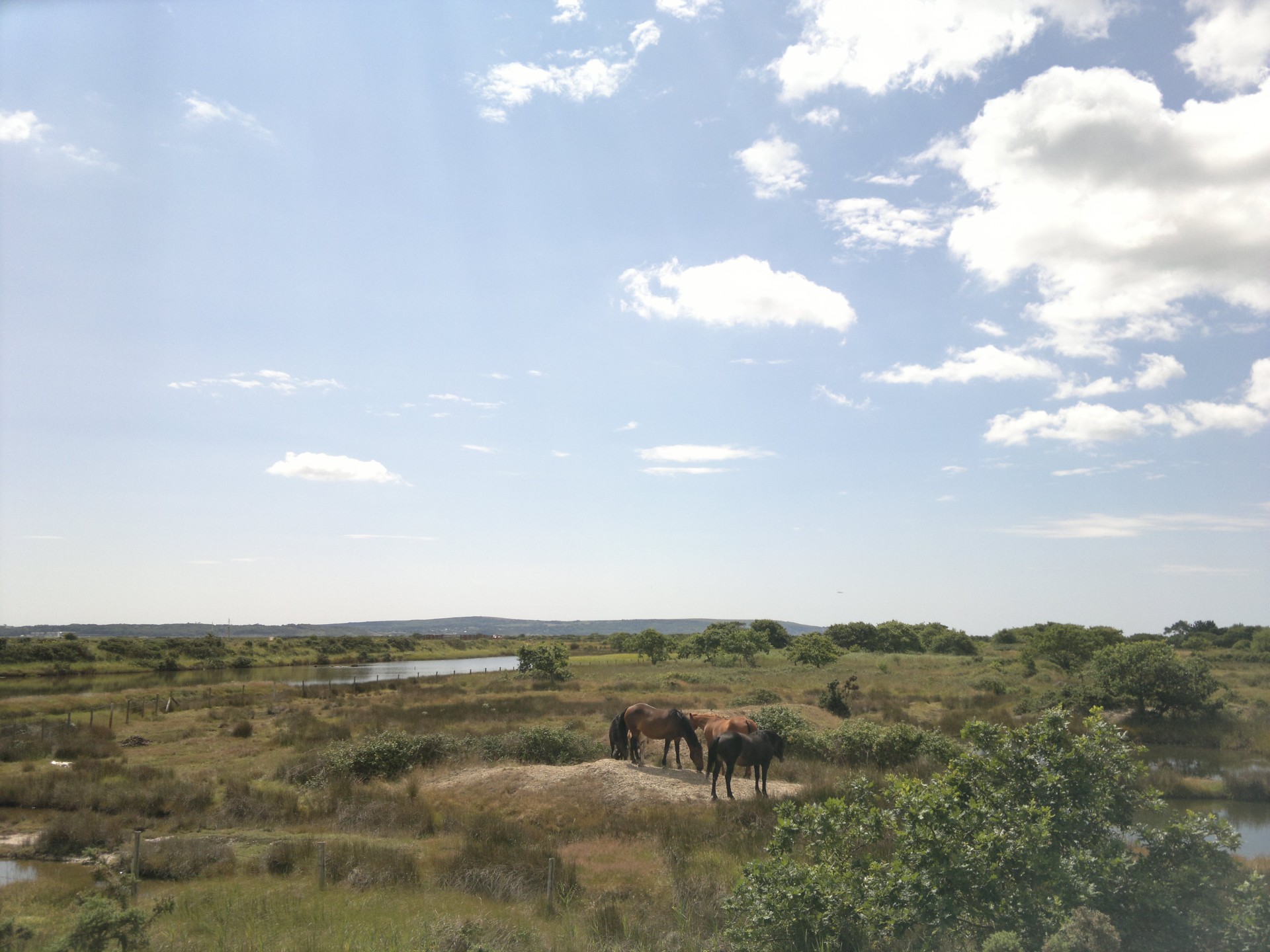 horses landscape horses in the wild free photo