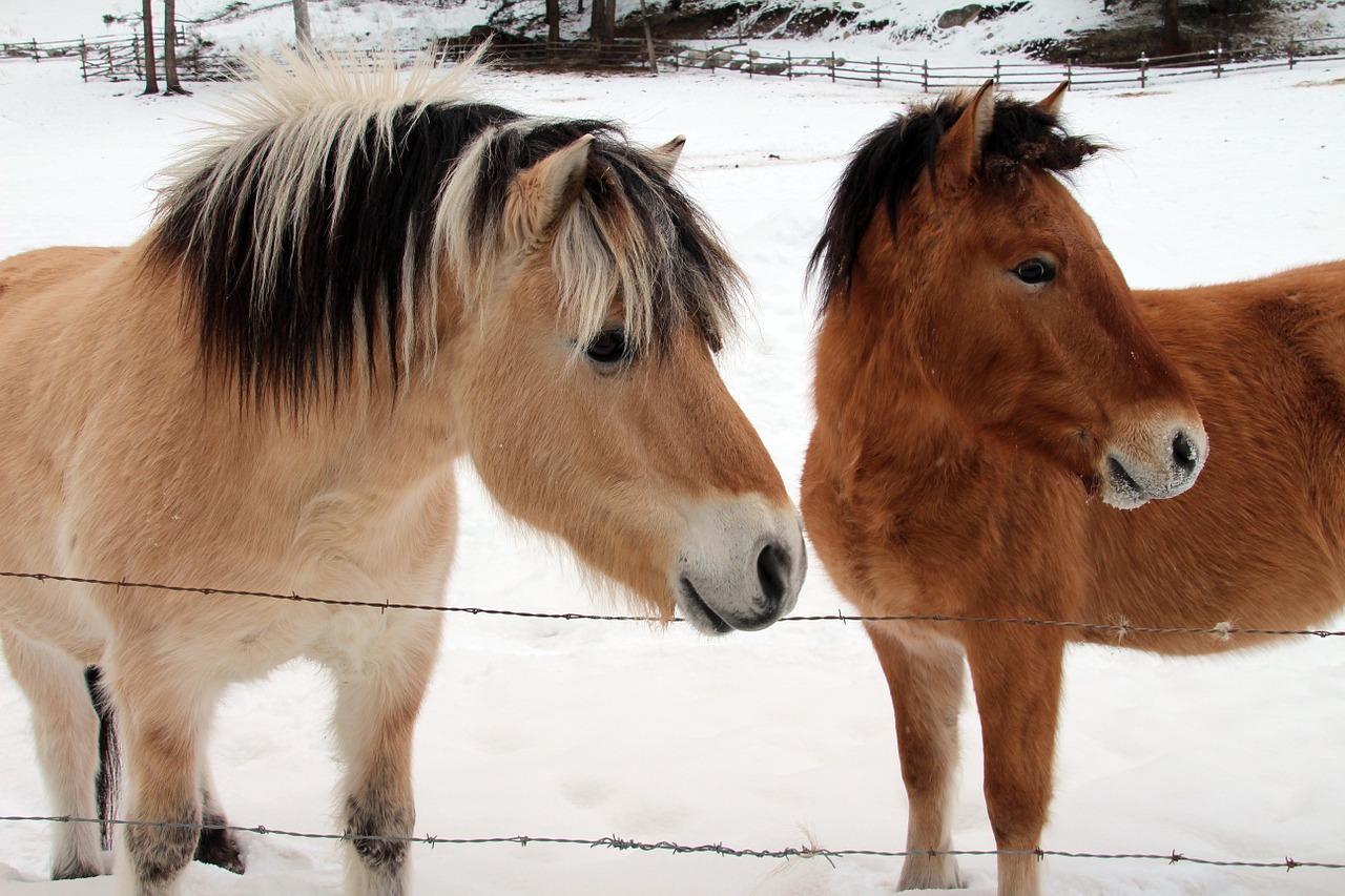 horses indian ponies friends pony free photo