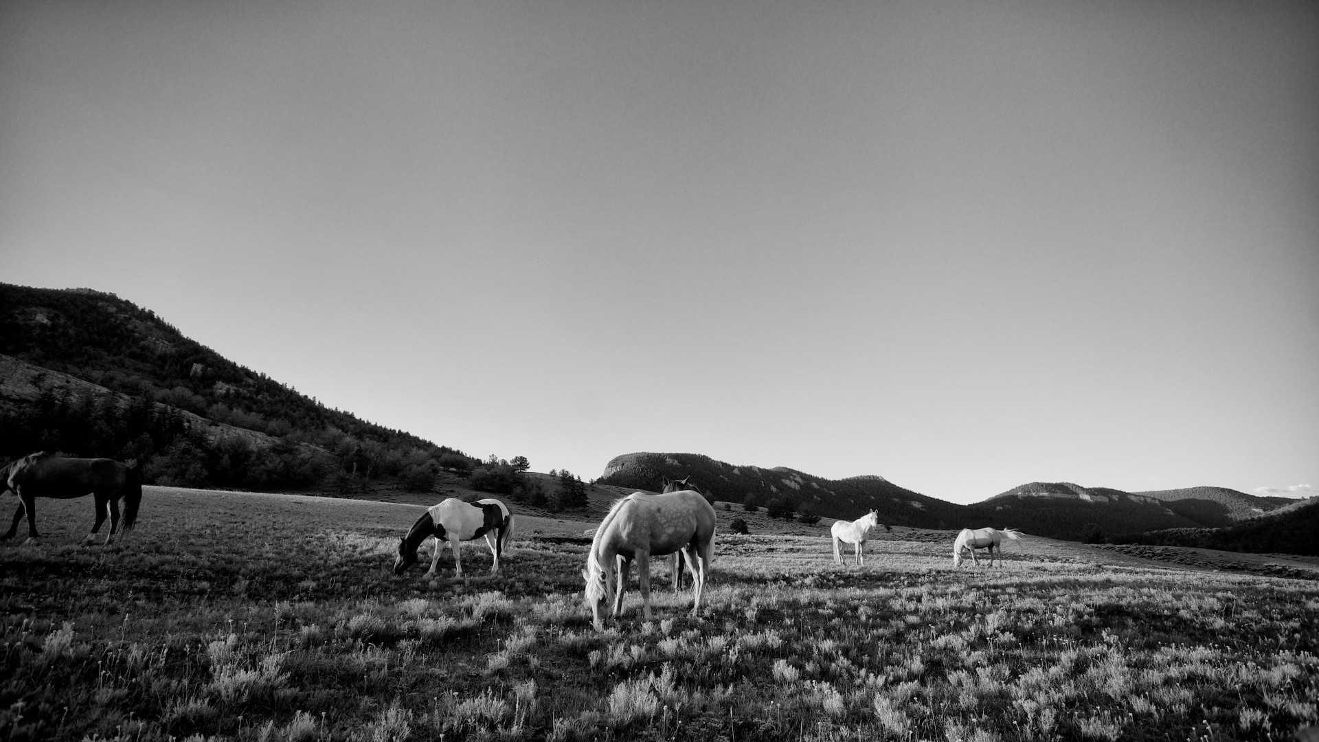 cowboy dude ranch equine free photo