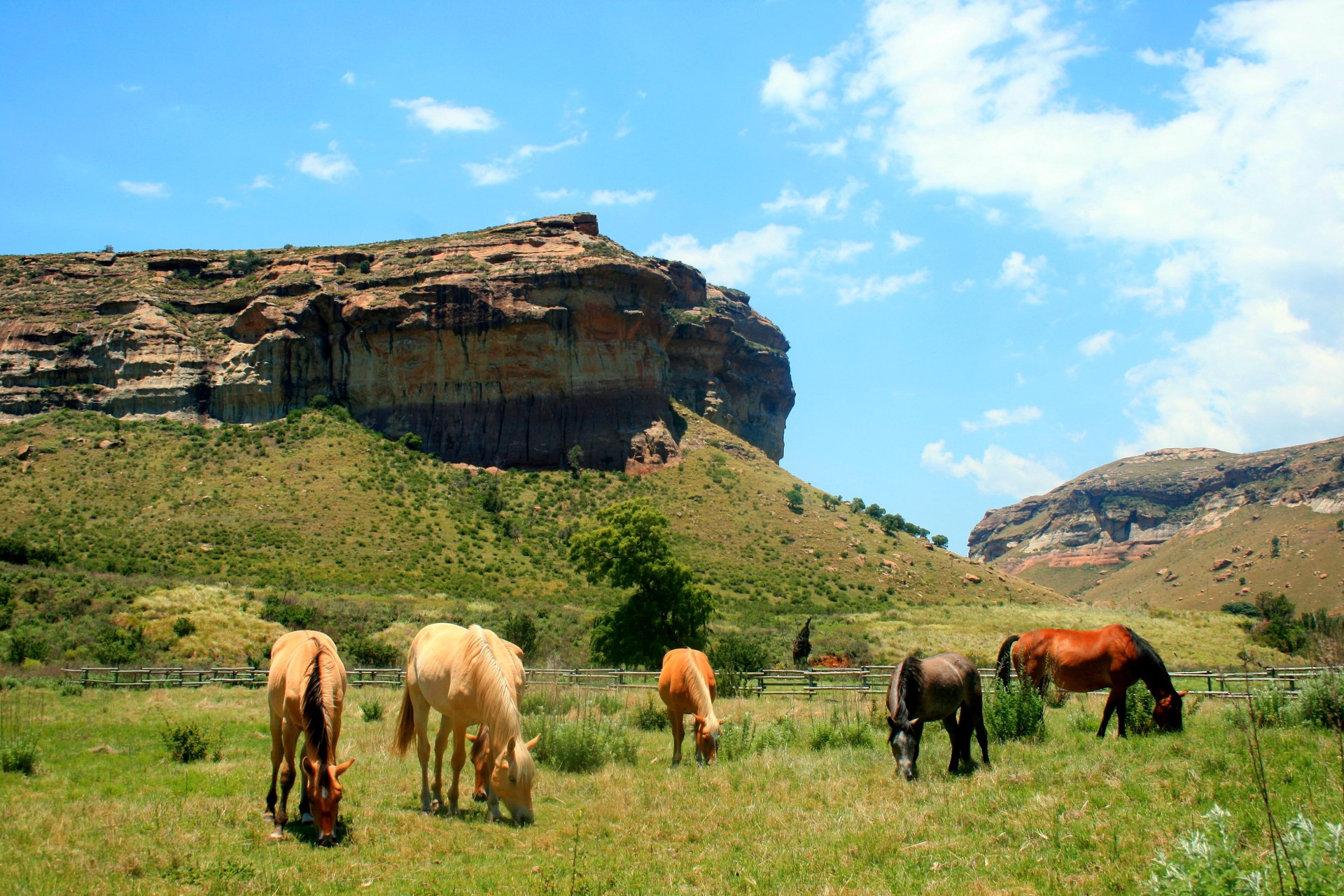 horses grazing mountains free photo