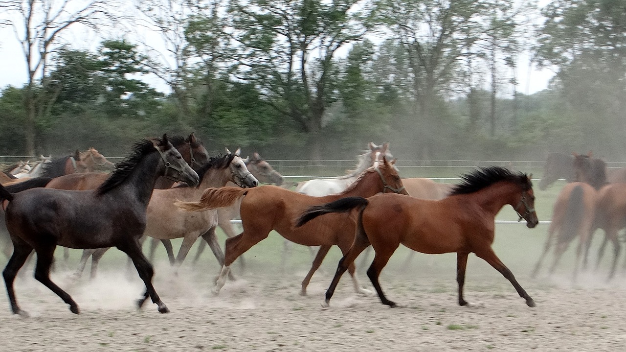 horses on the move przepęd return to the stables free photo