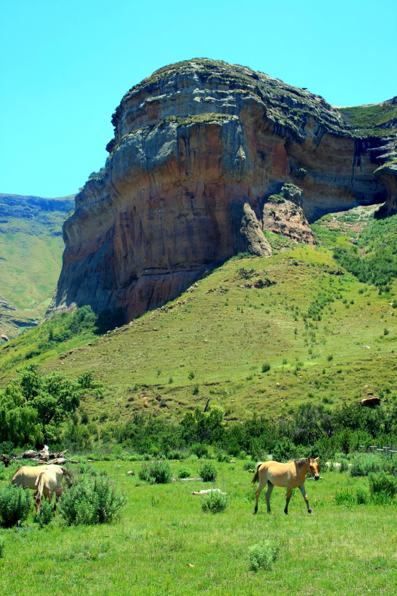 horses grazing mountains free photo