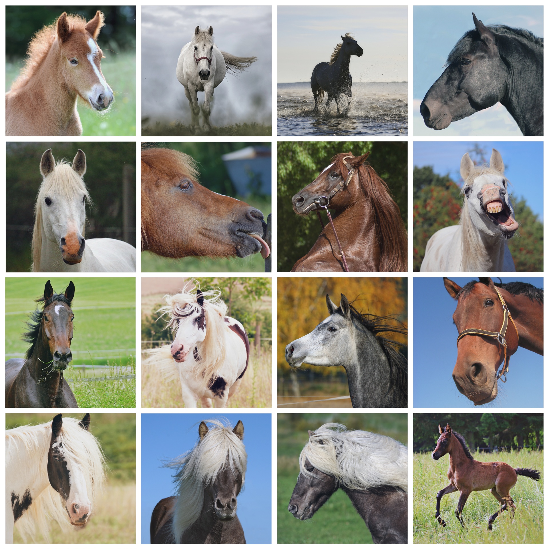 horse horses wallpaper free photo