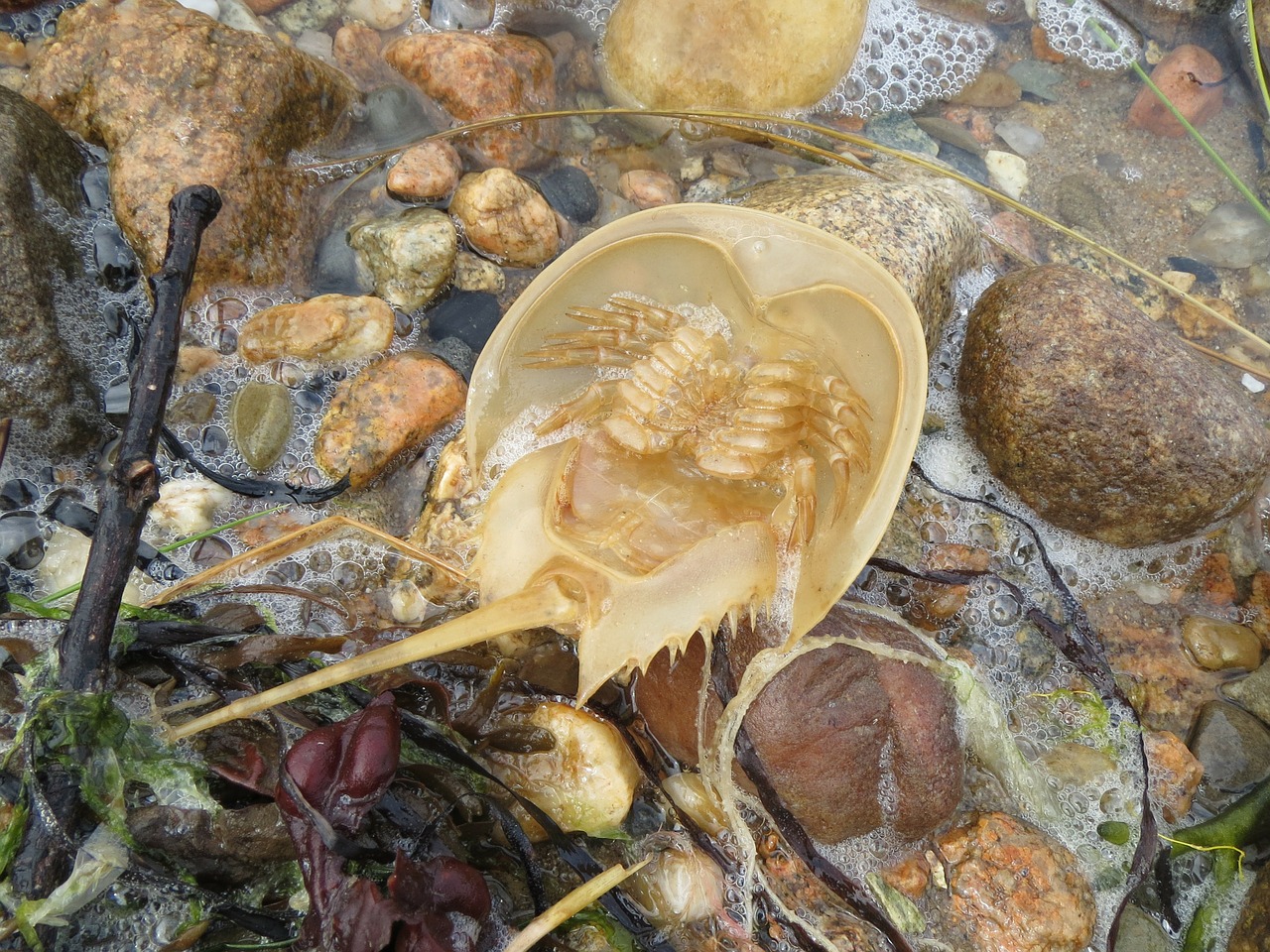 horseshoe crab ocean free photo