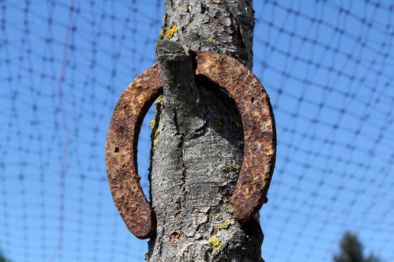 horseshoe  horse  good luck free photo