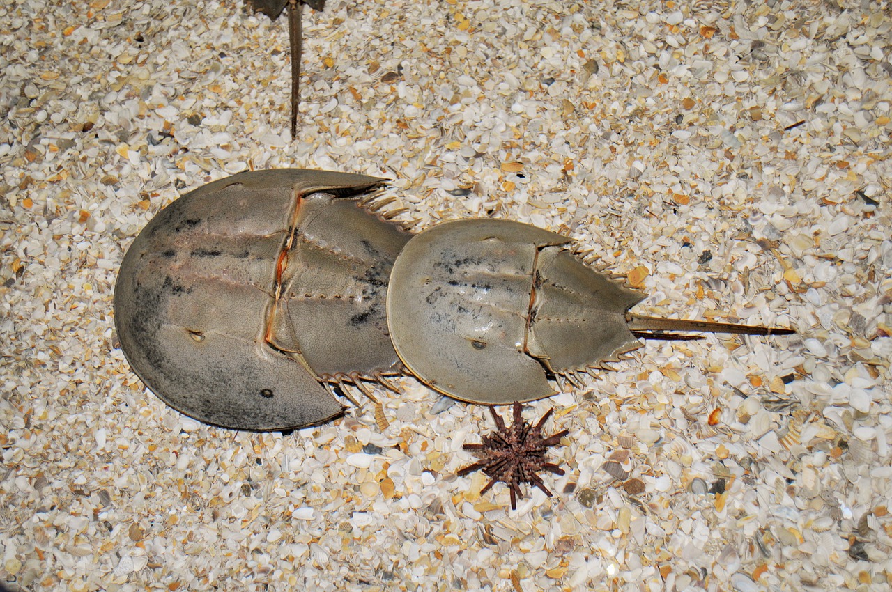 horseshoe crab the moluccas crab sand free photo