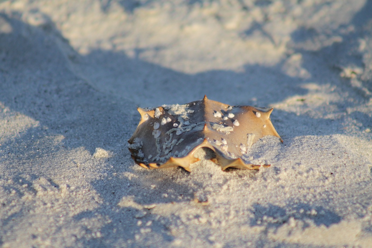 horseshoe crab beach crab free photo